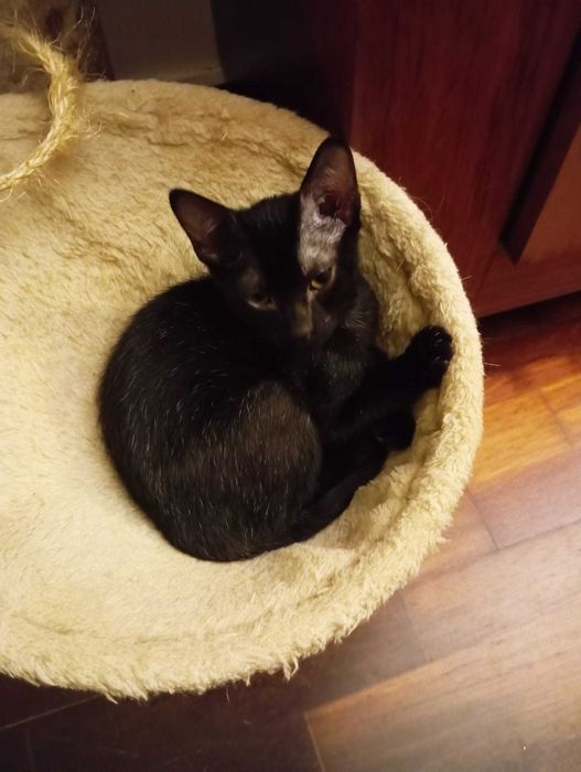 Jerry - Para Adopção responsável
