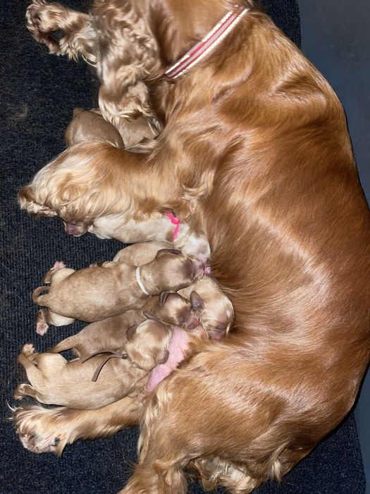 Cockapoo do odbioru w grudniu