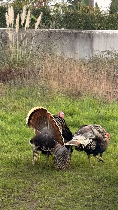 Perus 2 machos adultos