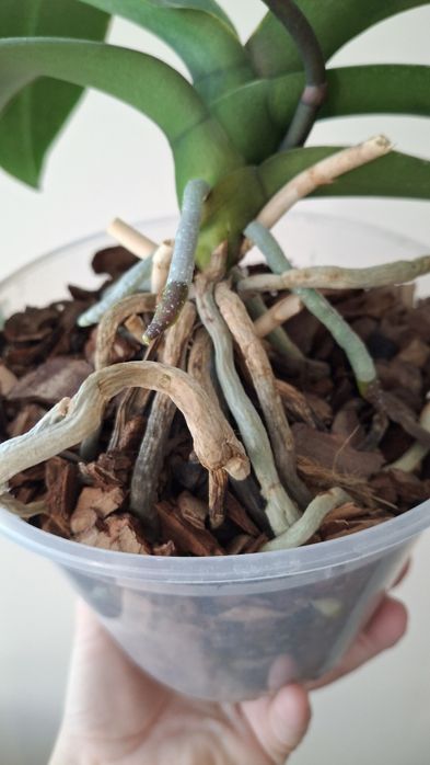 Орхідея фаленопсіс Santa Claus