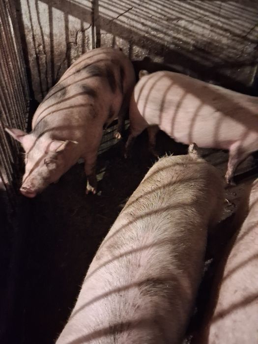 Tuczniki waga 120 2 sztuki. Możliwość uboju możliwy transport