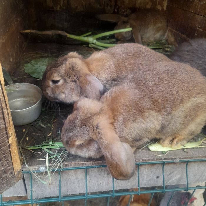 Кролі Французький баран