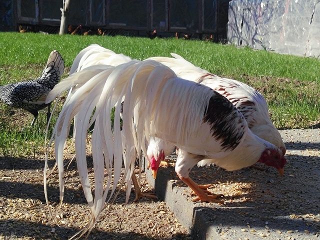 Яйце інкубаційне,курчата, Йокогама біле золото, золото.