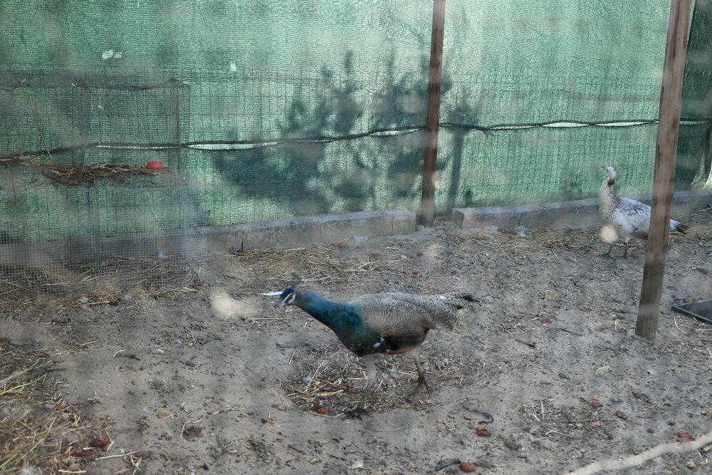vendo casal de pavões 1 ano