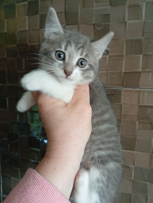 Котенок Британский (метис)