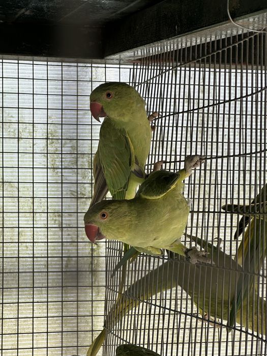 Ring Necks Verde
