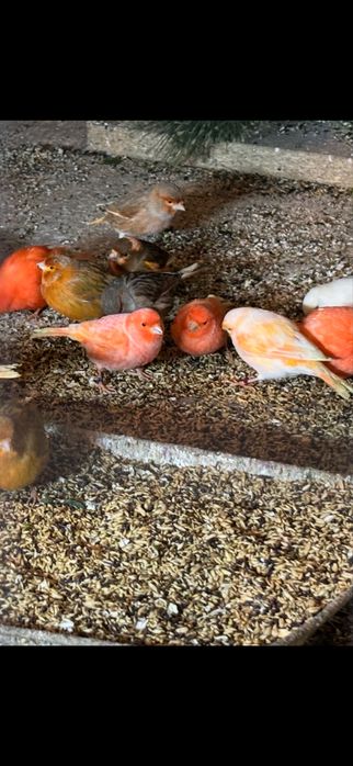 Kanarki samce i samice