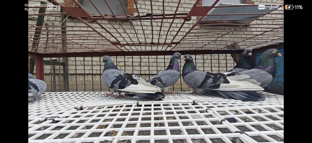 Gołębie zamojskie wysokolotne