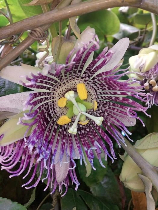 Plantas Maracujá Granadilha. Resistente às intempéries