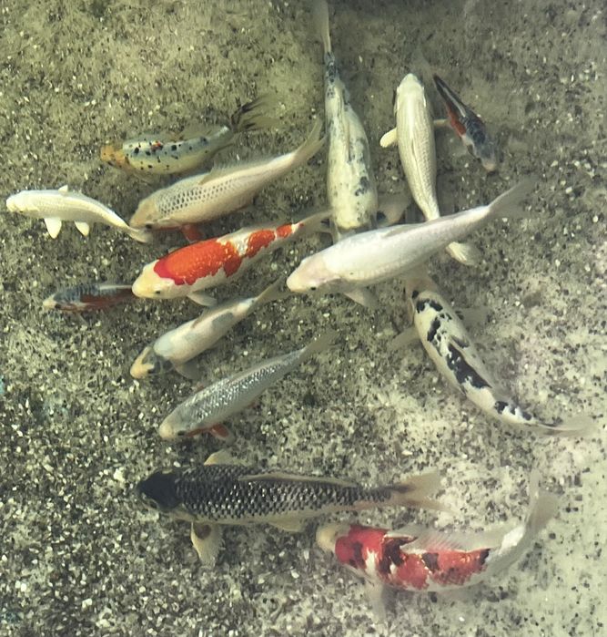 Carpas Koi, Palmela