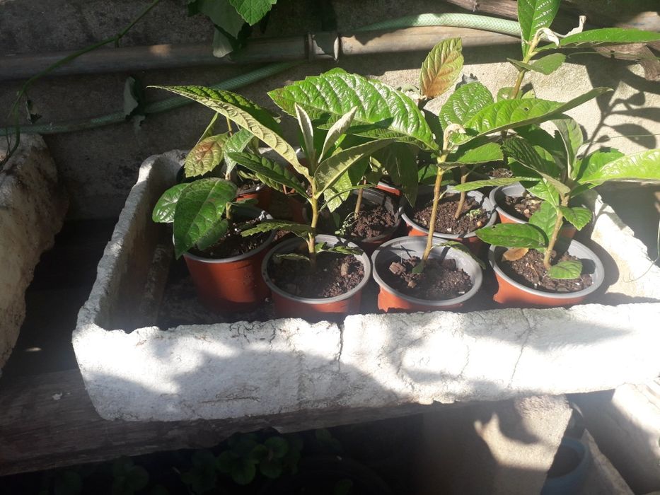 Pé de Nêspera grande e Physalis