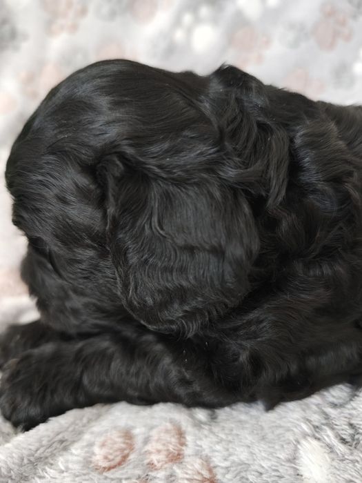 Cavapoo F1  Cavalier & Pudel