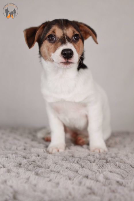 Jack Russell Terrier ZKwP FCI piesek k.włos