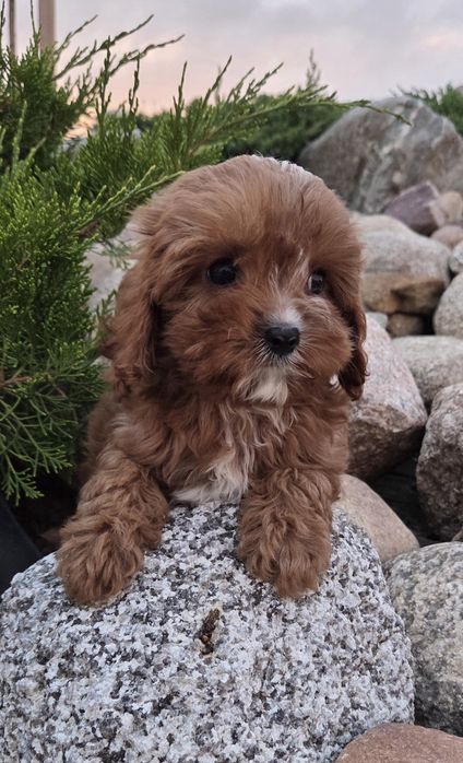 Cavapoo Samczyk hybryda ras