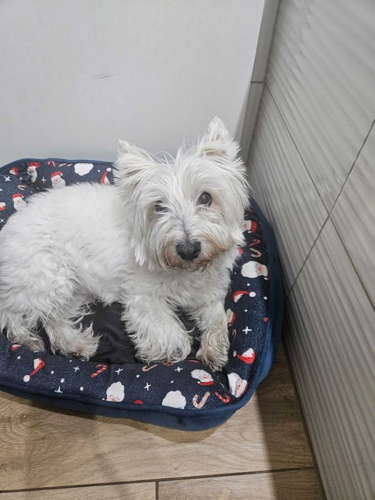 REZERWACJA **Oddam suczkę rasy West Highland White Terrier (west) w dobre ręce*