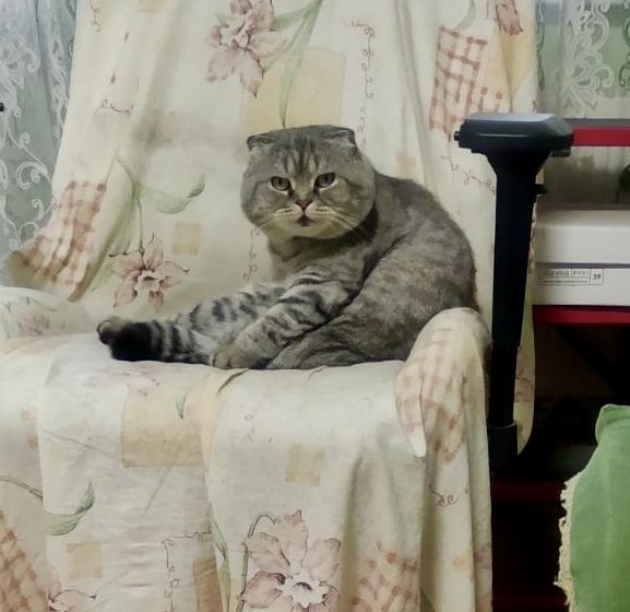 Кот шотладский вислоухий вискасный серый полосатый кіт висловухий