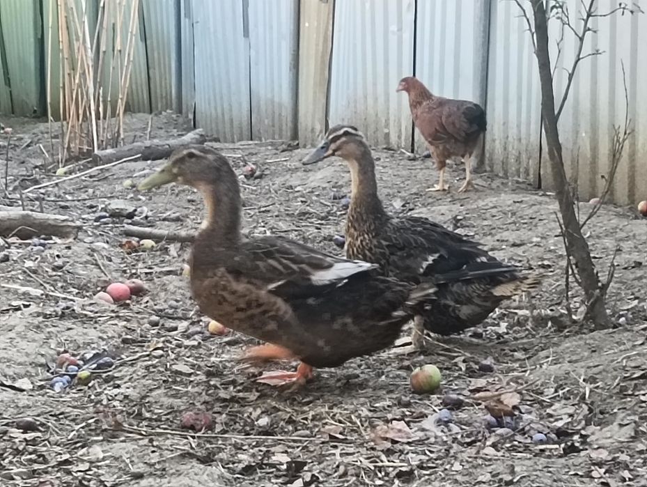 Kaczki staropolskie roczna parka