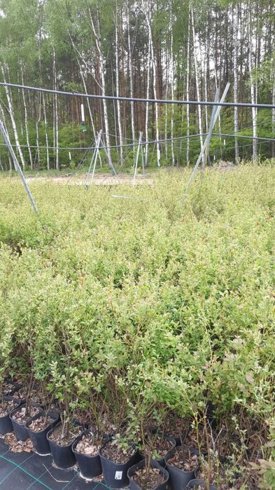 Borówka amerykańska Bluecrop Elliott 4 letnie WYPRZEDAŻ!