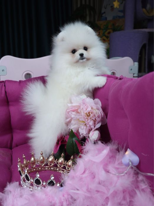 Na sprzedaż wyjątkowa suczka rasy pomeranian