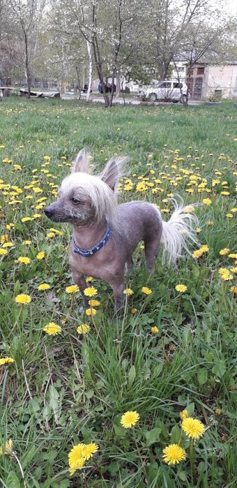 Ищем невесту вязка