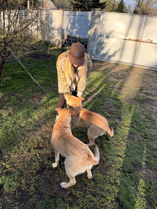 Дні дівчинки шукають дім