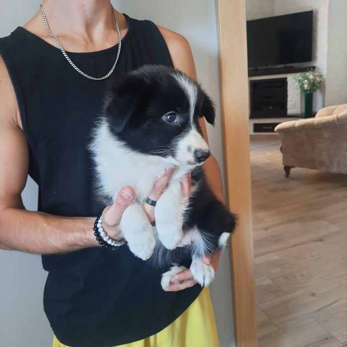 Border Collie piesek