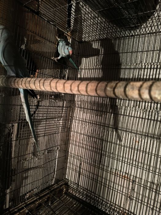 80€cada   3 Rignetes para venda azuis duas fêmeas e um macho e uma fêm