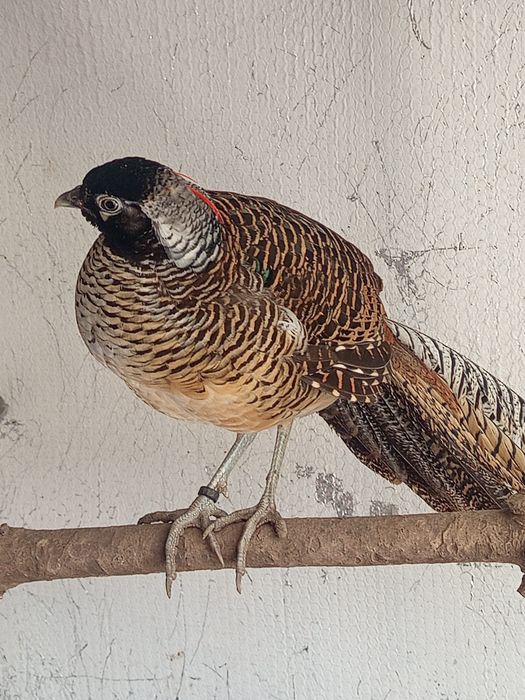 Um trio de faisão leyd do ano 2025