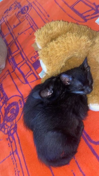 Gatinhos para adoção
