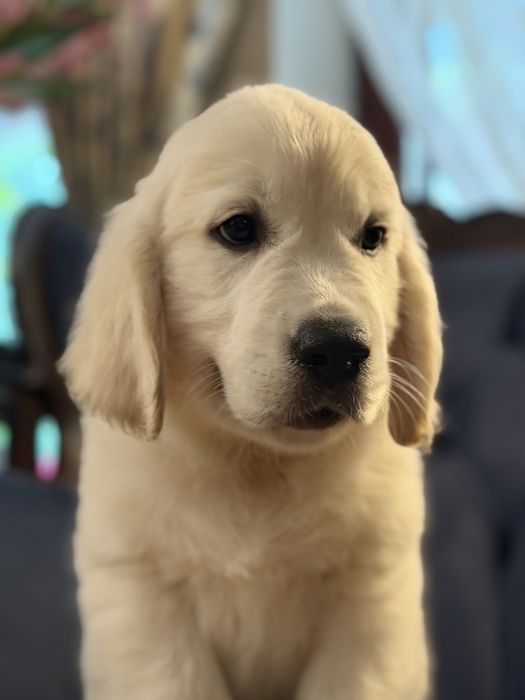 Szczeniak Golden Retriever ZKwP FCI GOTOWY DO ODBIORU