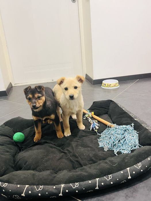 Цуцик, собачка, собака, щенок