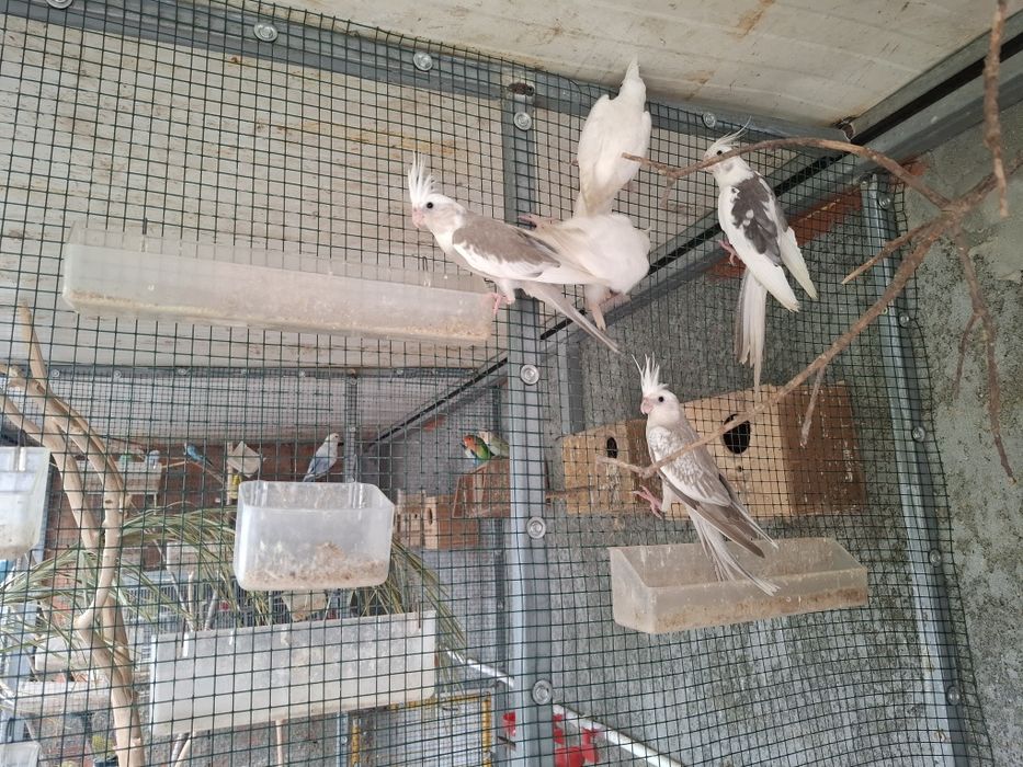 Caturras albinas