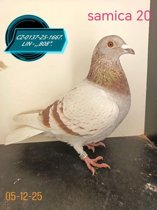 Golebie pocztowe w linii