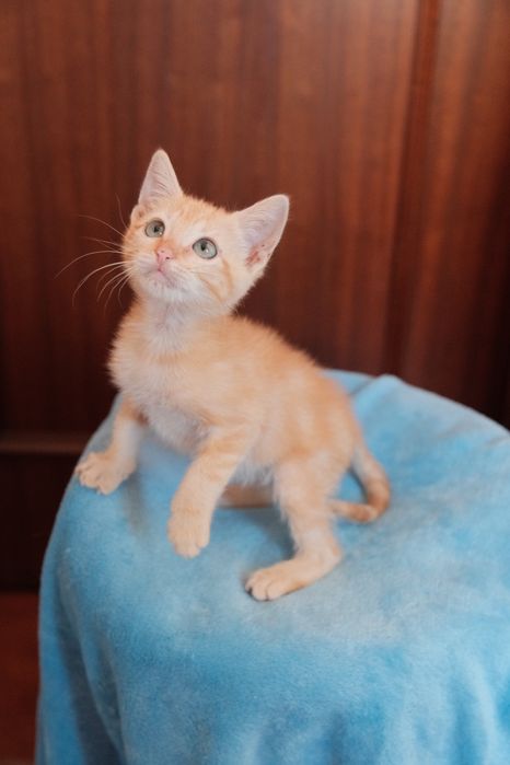 Gatinho laranja para adoção responsável
