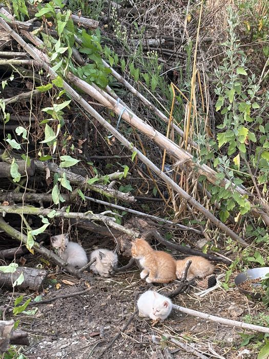 Dou gatos pequenos