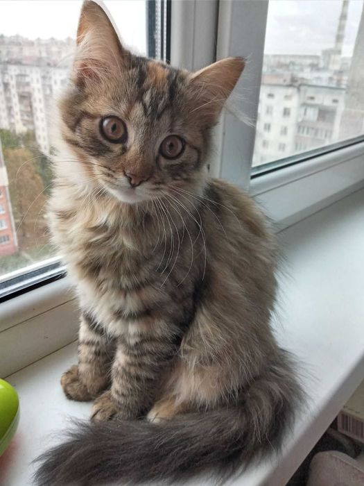 Пропонуються чудові котятки