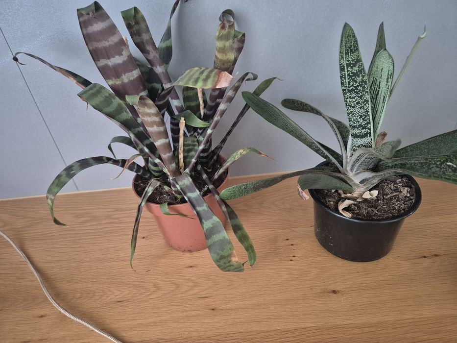 Oddam za darmo kwiatki