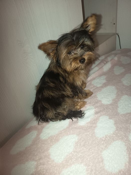 Yorkshire Terrier biewer arlequim miniatura com 4 meses 1kilo e 200