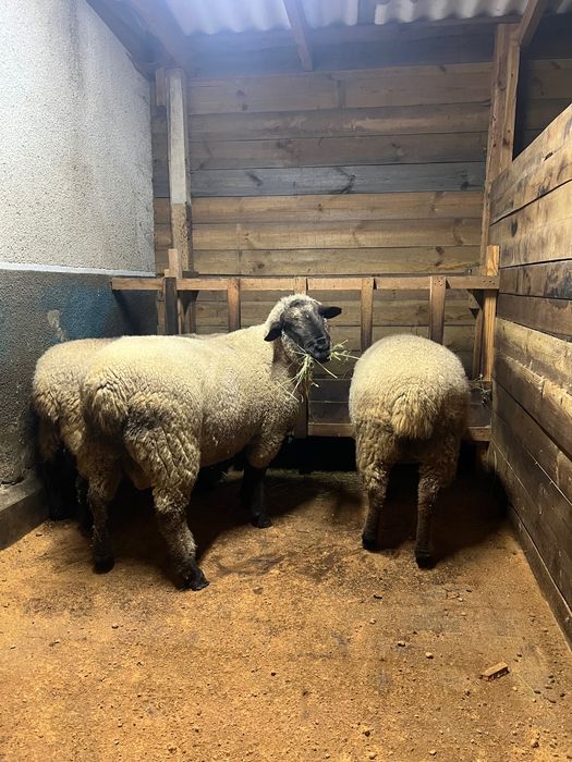 Продам вівці, суффолк