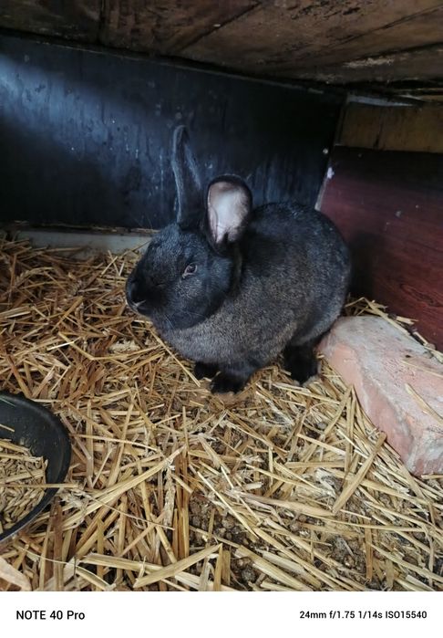 Samiec królika na  sprzedaż