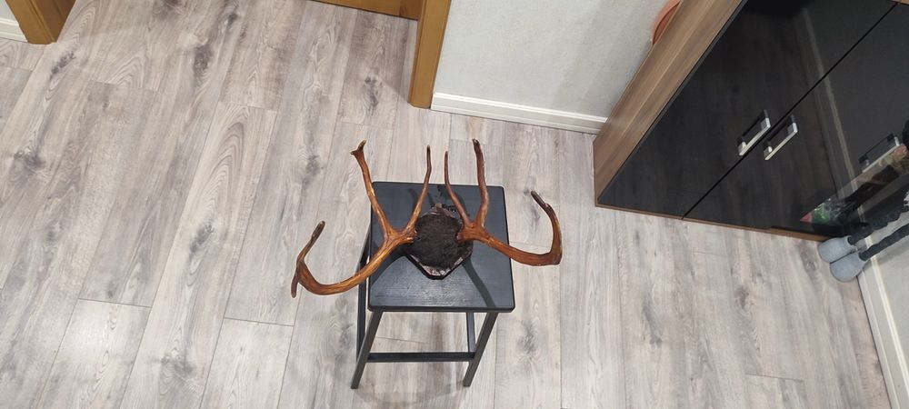 Интерьєр, Декор, Роги. Декор на стіну.