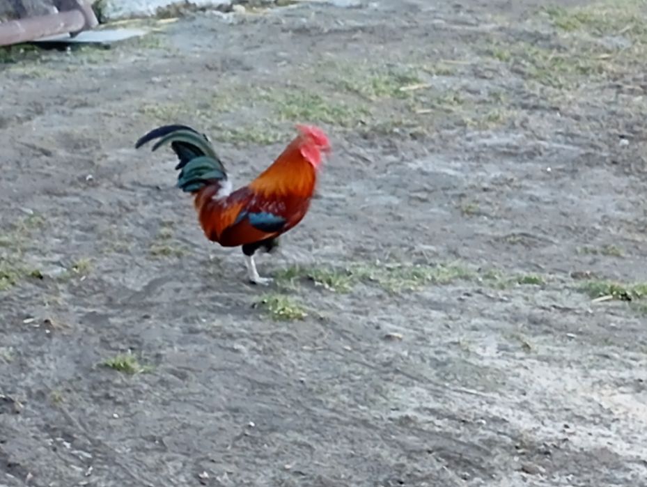 Kury, koguty  ozdobne miniaturki