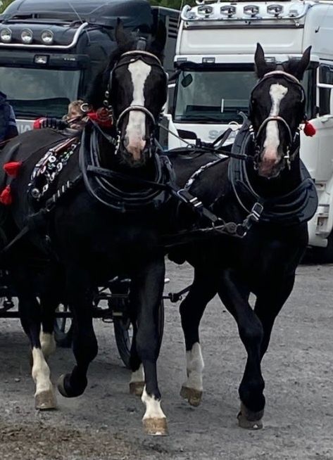 Ogier Śląski Rekrut