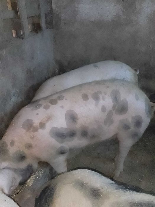 Porco com 8 meses Pietran/Duroc