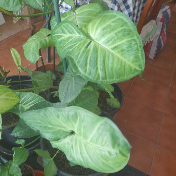 Planta natural cerca de 120 cm