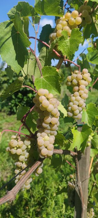 Земельна ділянка для ведення ОСГ з інфраструктурою