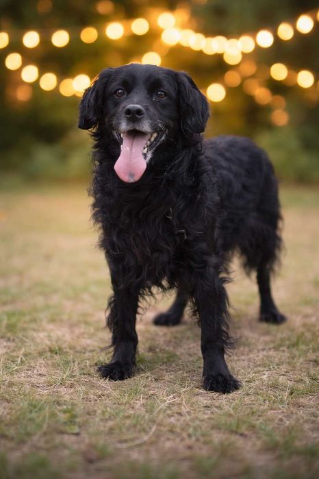 wesoły, energiczny, przyjazny kudłaty piesek czeka na dom