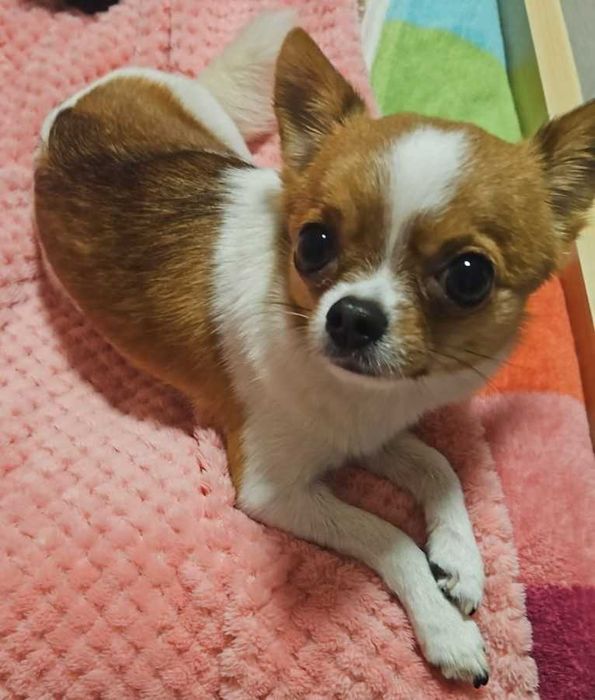 В'язка  чихуахуа міні стандарт