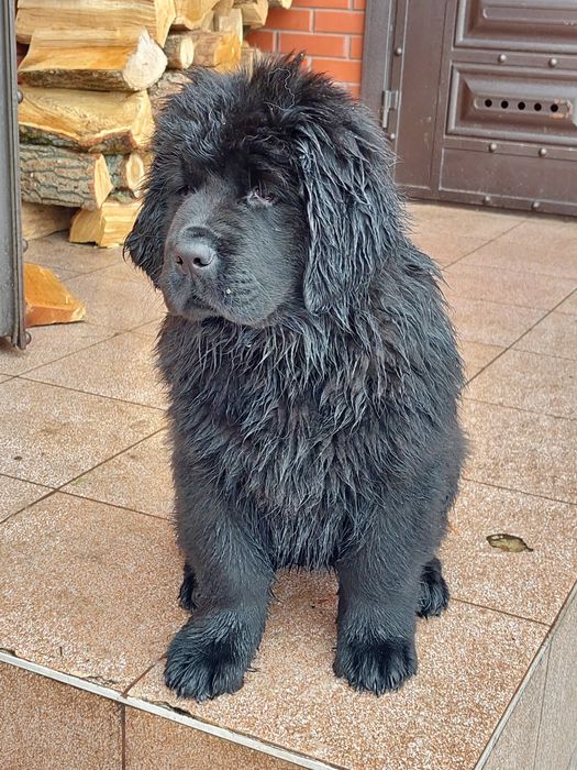 Продам ньюфаундленда