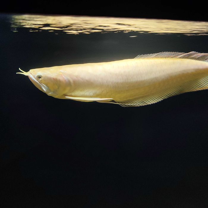Arowana srebrna albino 40-50 cm